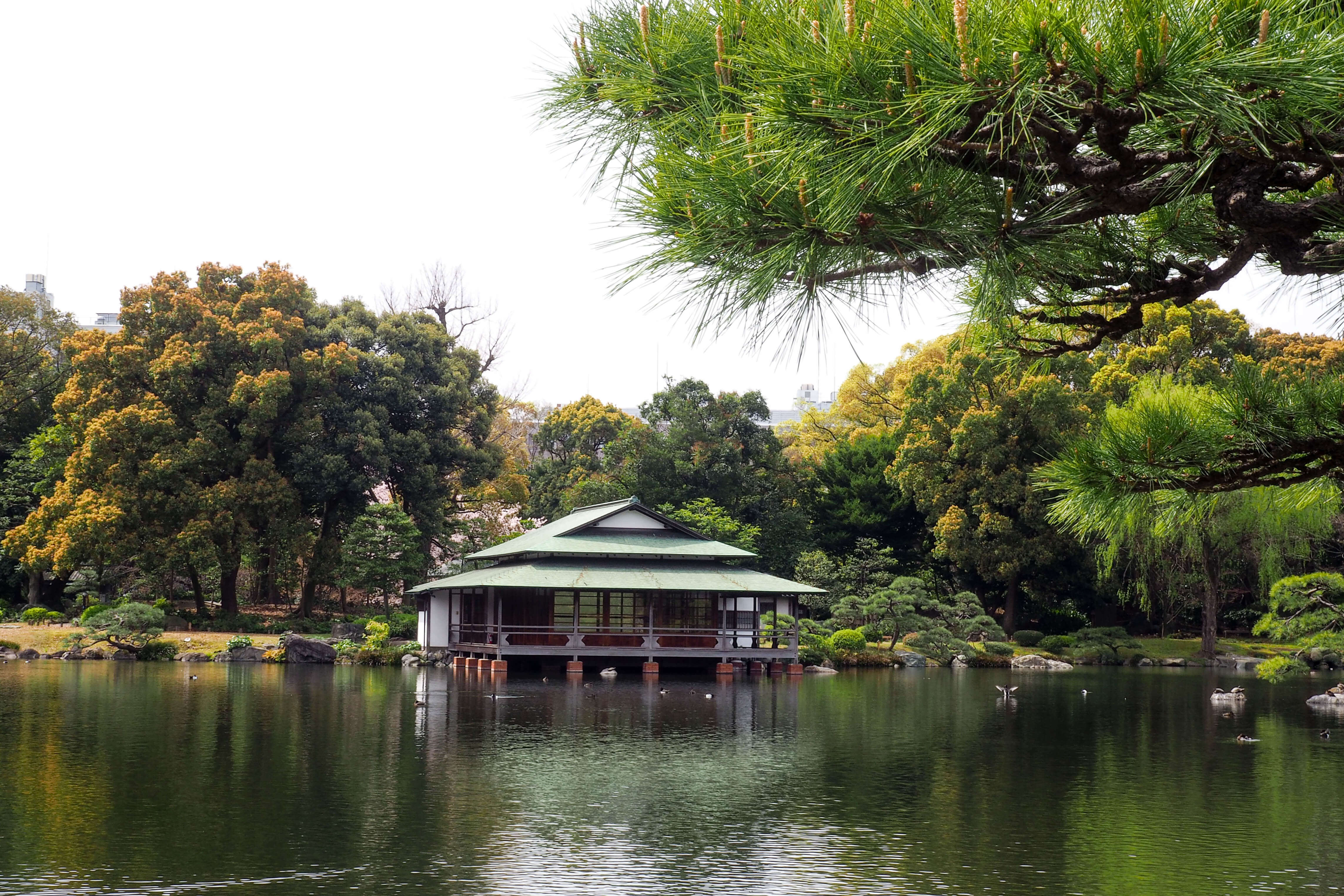東京清澄白河⎮日本庭園巡禮 來去清澄庭園賞櫻
