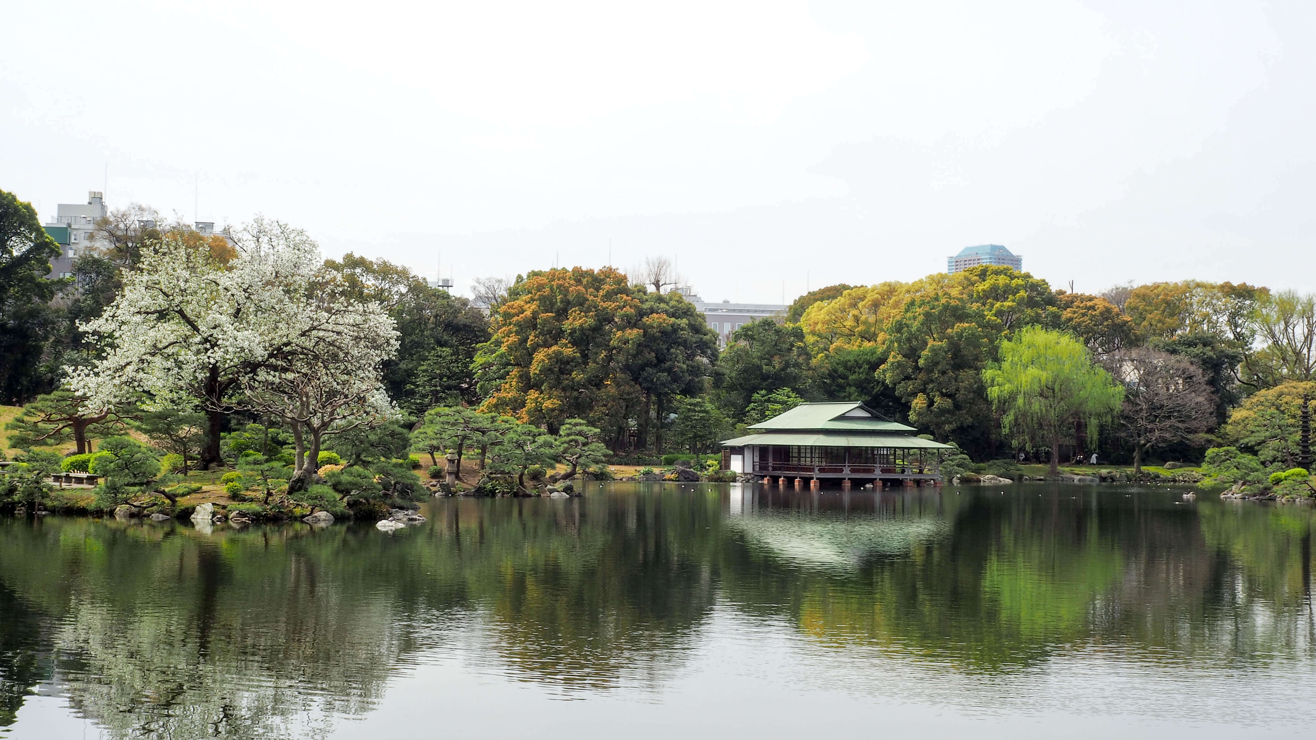 東京清澄白河⎮日本庭園巡禮 來去清澄庭園賞櫻