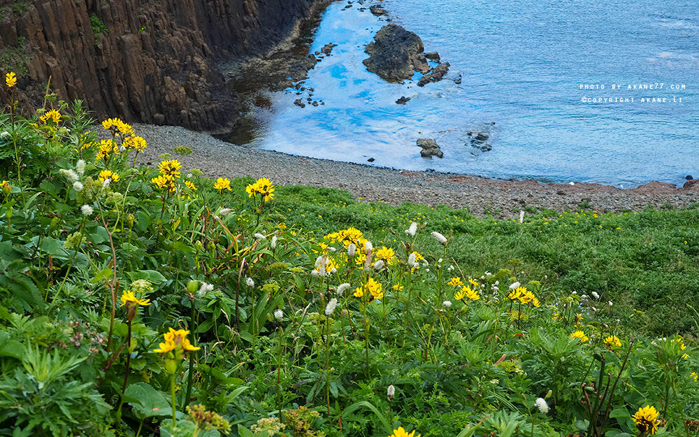 北海道稚內⎮日本最北端絕景 禮文島澄海岬