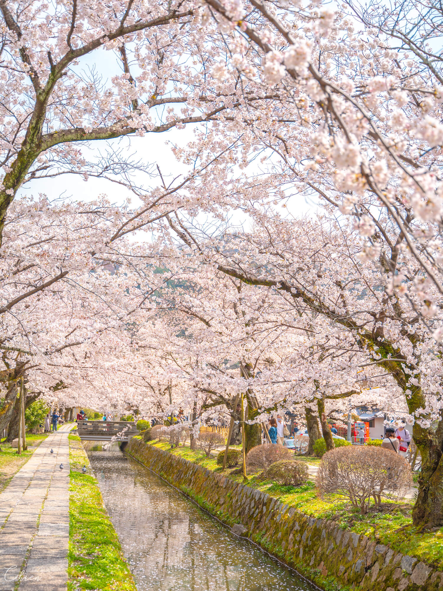 京都賞櫻名所「哲學之道」櫻花滿開的粉色大道