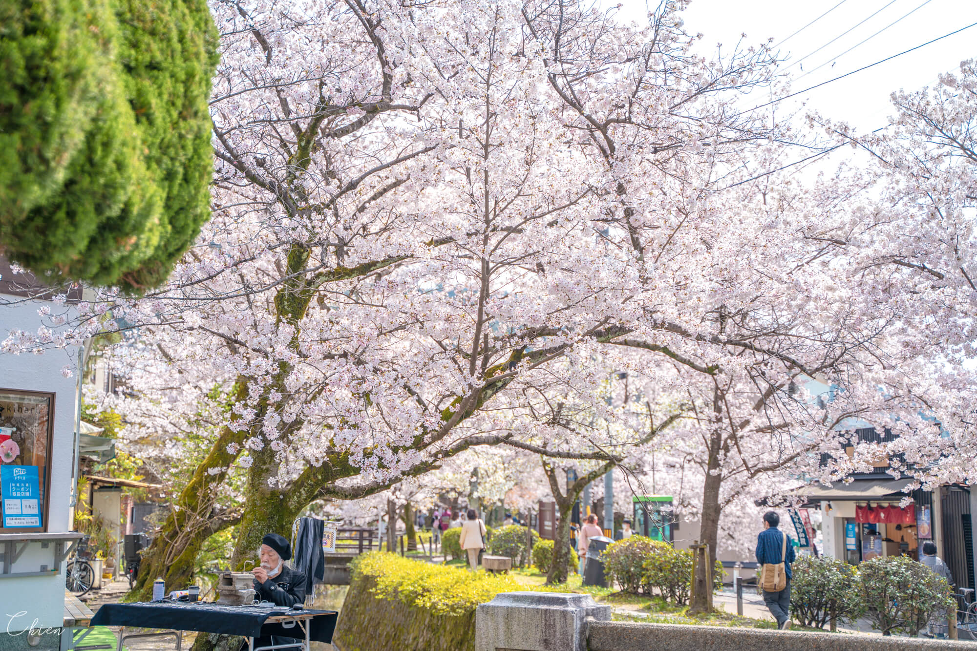 京都賞櫻景點 哲學之道櫻花散步道