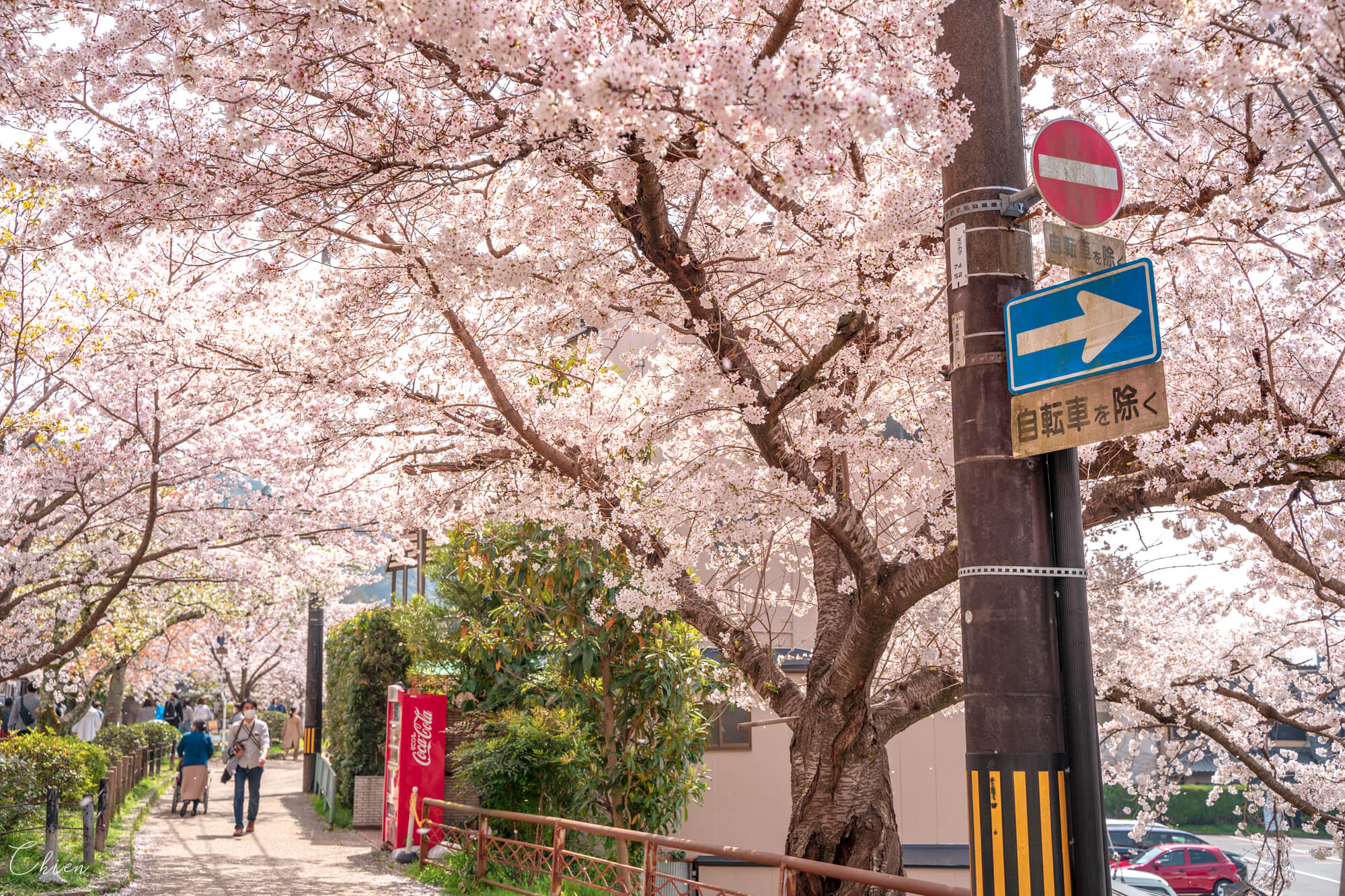京都賞櫻景點 哲學之道櫻花散步道
