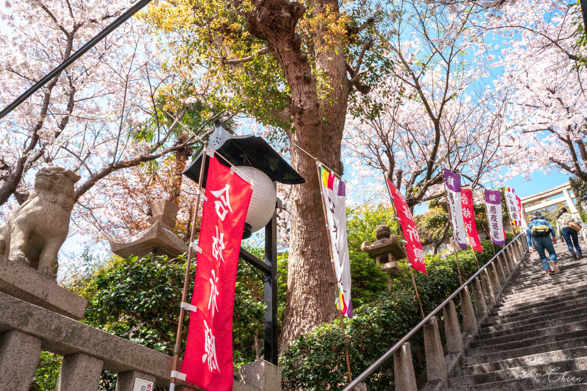兵庫神戶 櫻花林下的北野天滿神社