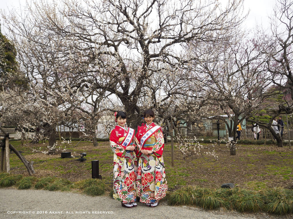 【茨城水戶】日本遺產認定 3大名園-偕樂園 三月梅花祭