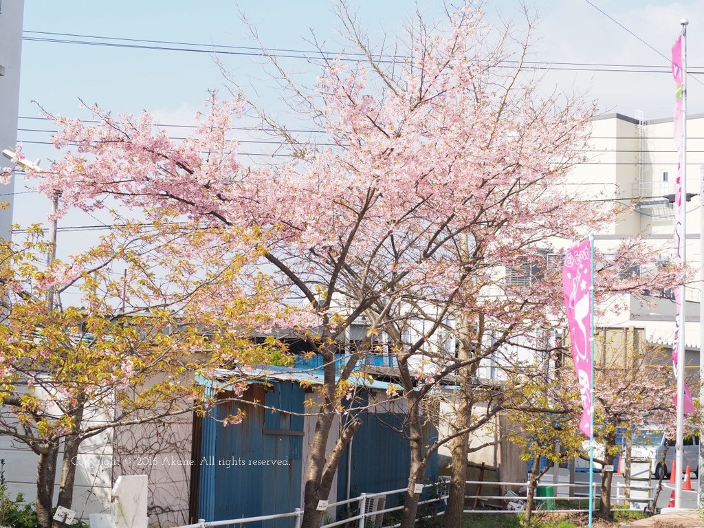 【東京近郊】 逛一趟日本傳統早市 感受在地人情味：勝浦朝市