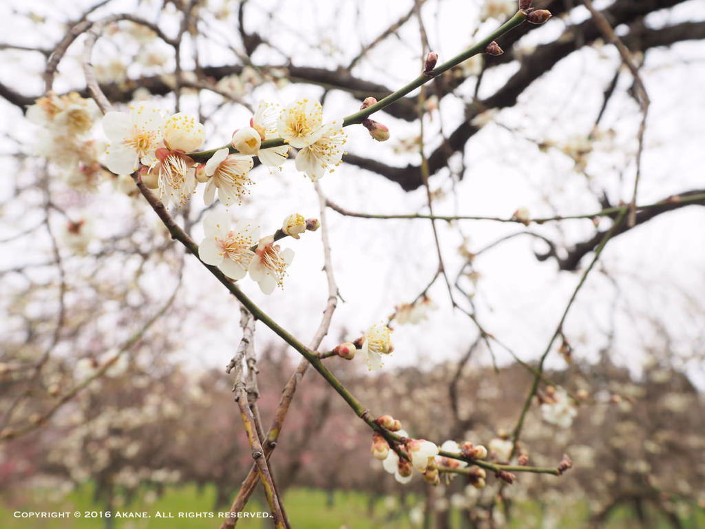 【茨城水戶】日本遺產認定 3大名園-偕樂園 三月梅花祭